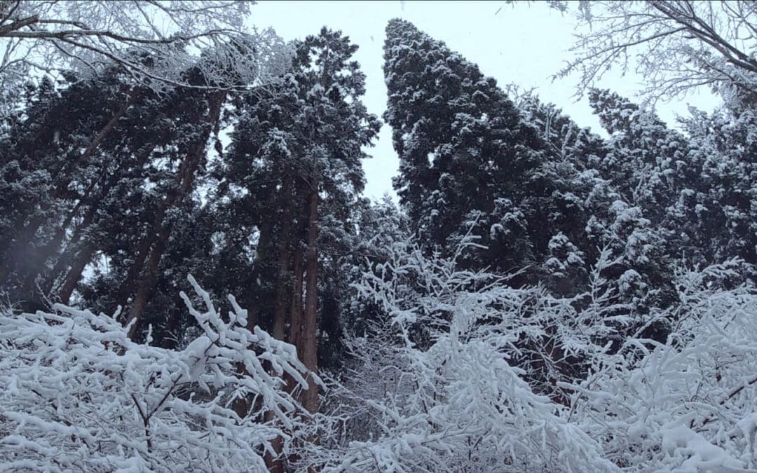 Creative Rural Japan Projects Begin With Media, Not Meetings